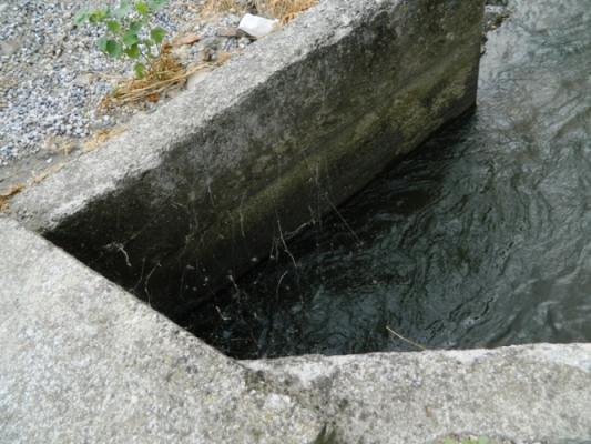 Assembramento di Larinioides sclopetarius - Viadana (MN)